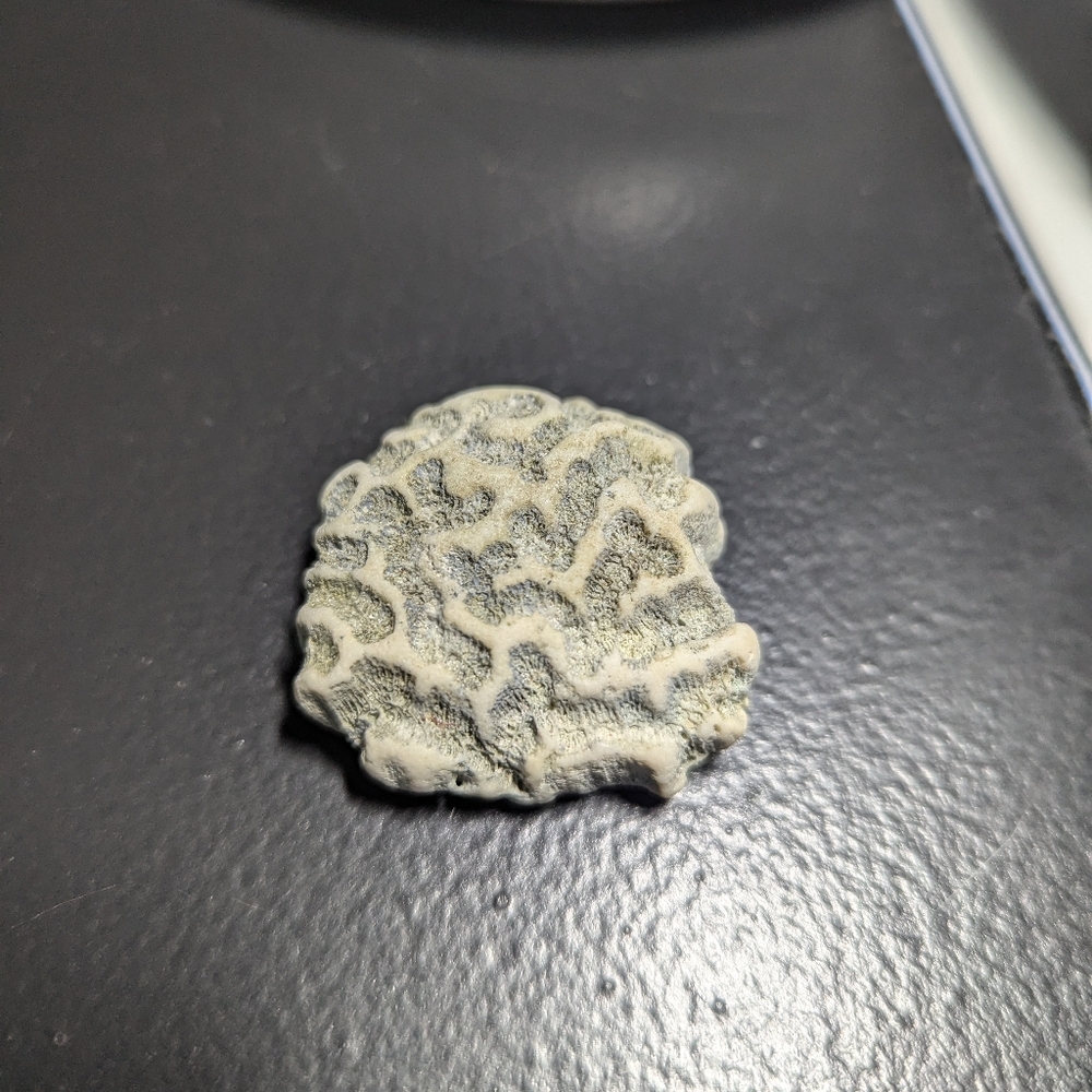Dried coral